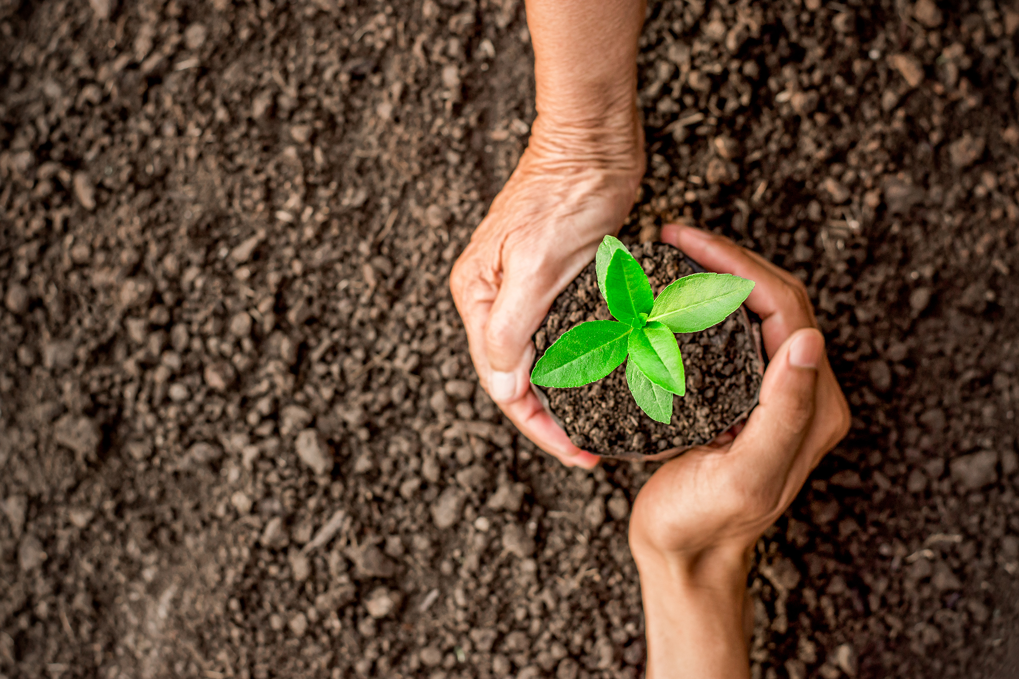 Seedlings are growing in the nursery bag. As the hands of the old woman and the hands of the young man are about to be planted in the fertile soil.